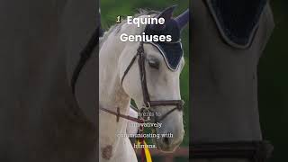 Equine Geniuses #s #shortvideo