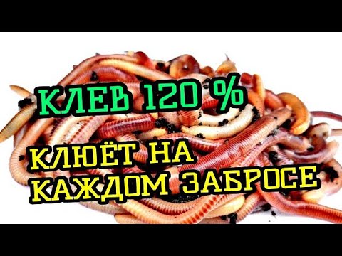 Видео: Как держать червей для рыболовной наживки: 8 шагов