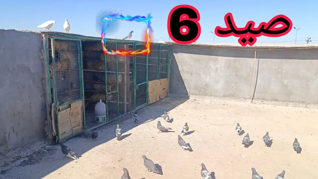 صيد 6 بيهن واحد ما معروف شنو😂✌️