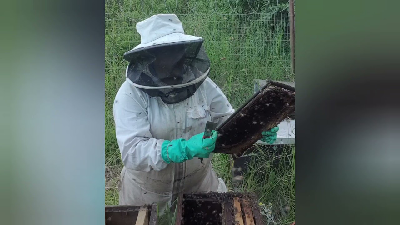 How to Rebox a caught hive in a 7 frame box into a 10 frame brood box.