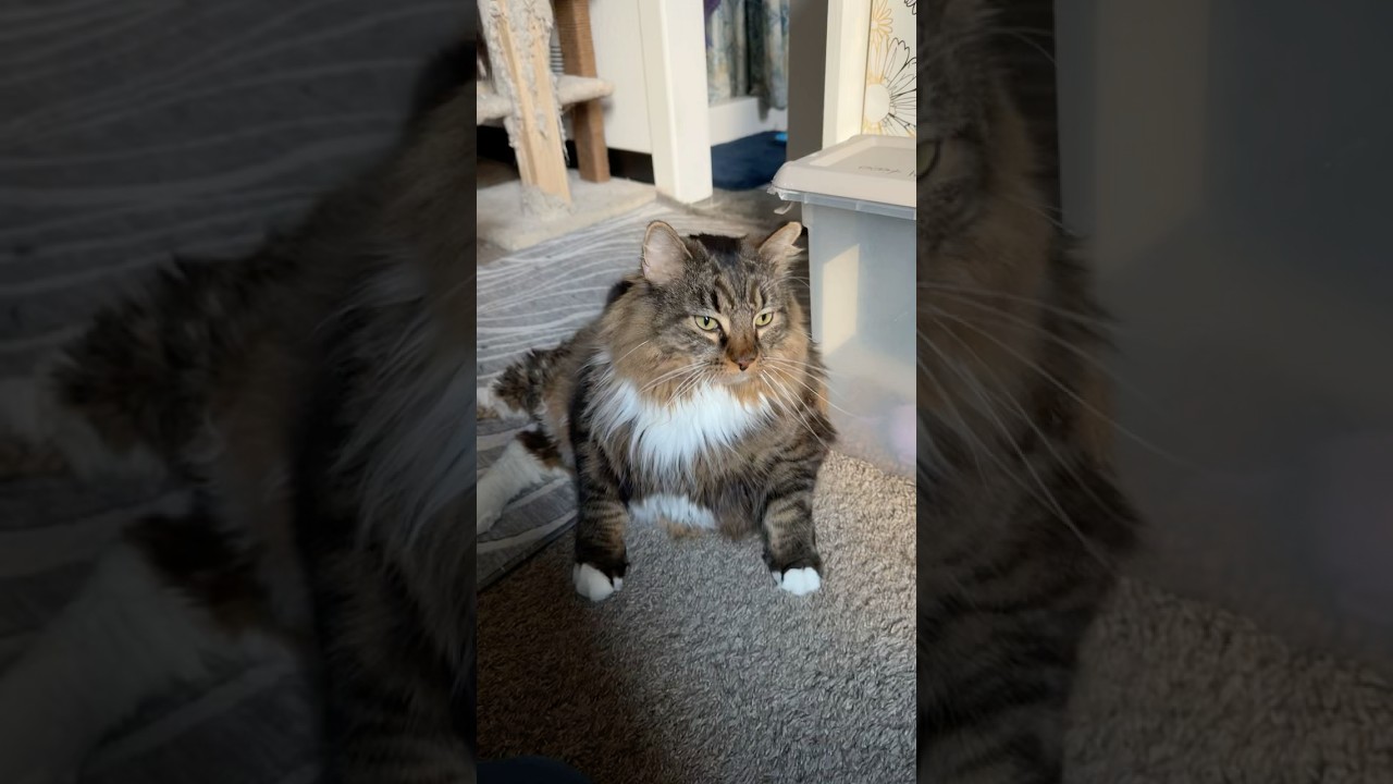 Разговариваю со своей кошкой об исследованиях