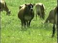 Managed Grazing - Part 1 - Introduction to Managed Grazing