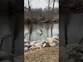 Toulouse geese flying and feeding