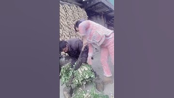 "Unleashing Efficiency: How Expert Tools Transform White Radish Leaf Cutting!"