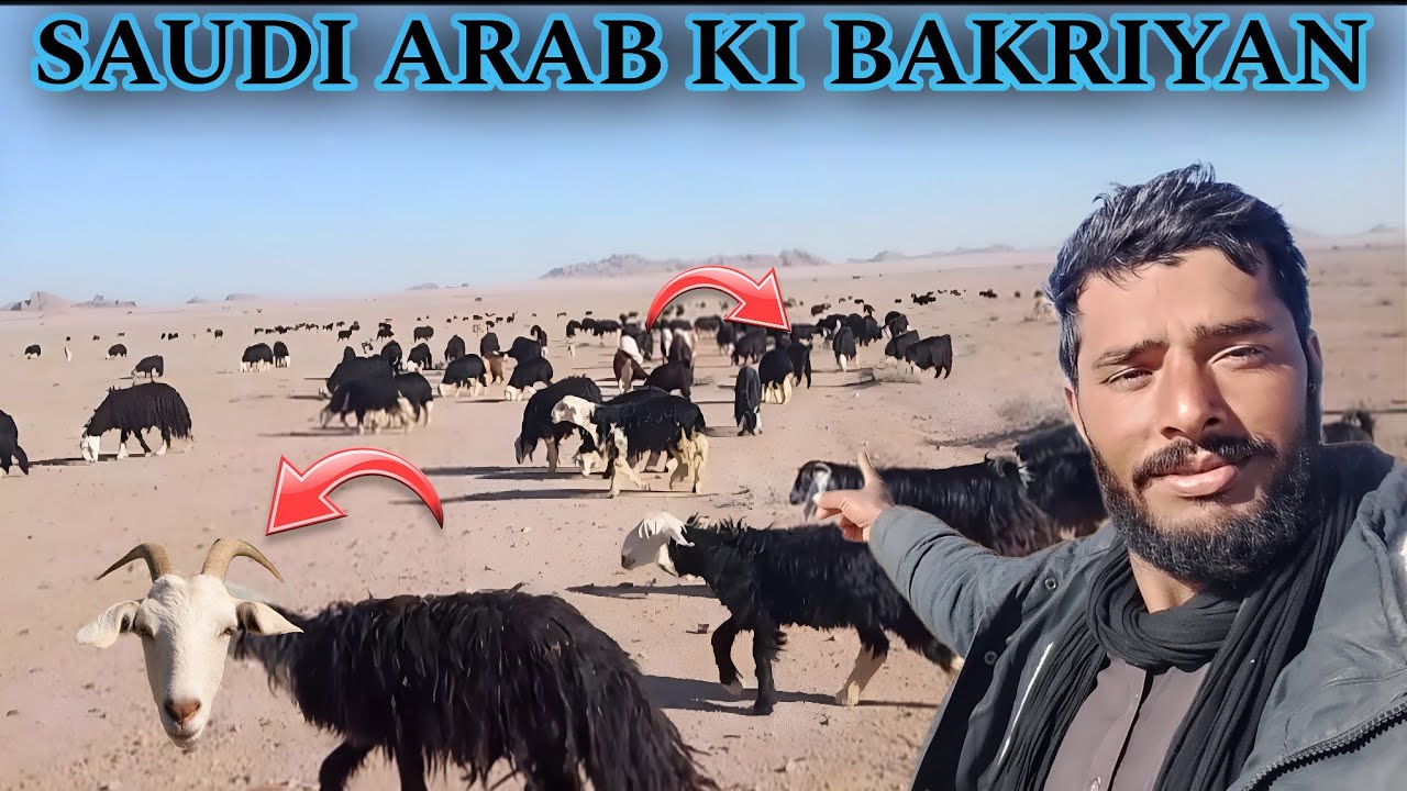 SAUDI ARAB 🇸🇦 KI ACCHI AUR PYARI BAKRIYAN 😱😱 SAUDI ARAB VLOGS PARDESI BHAI VLOGS 