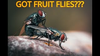 GOT FRUIT FLIES - TRY ZEVO