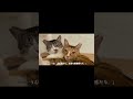ぎんくんとなこさんの日常【保護猫】