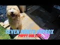 Puppy Dub Life Episode 5: Seven Month Pupbox