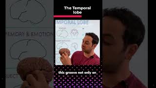 Temporal Lobe