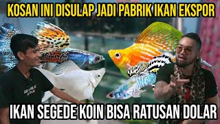 KOSAN INI DI SULAP JADI PABRIK IKAN EKSPOR!! IKAN SEGEDE  KOIN HARGA RATUSAN DOLAR!! RDY GUPPY