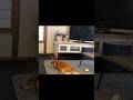 最愛の姉犬を失い3ヶ月…気力を失った妹ちくわに新たな出会いへ #柴犬 #shibainu