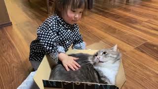 娘が怖がるオモチャにキョトンとする猫　ノルウェージャンフォレストキャットcat that is taken aback by a toy that scares her daughter.