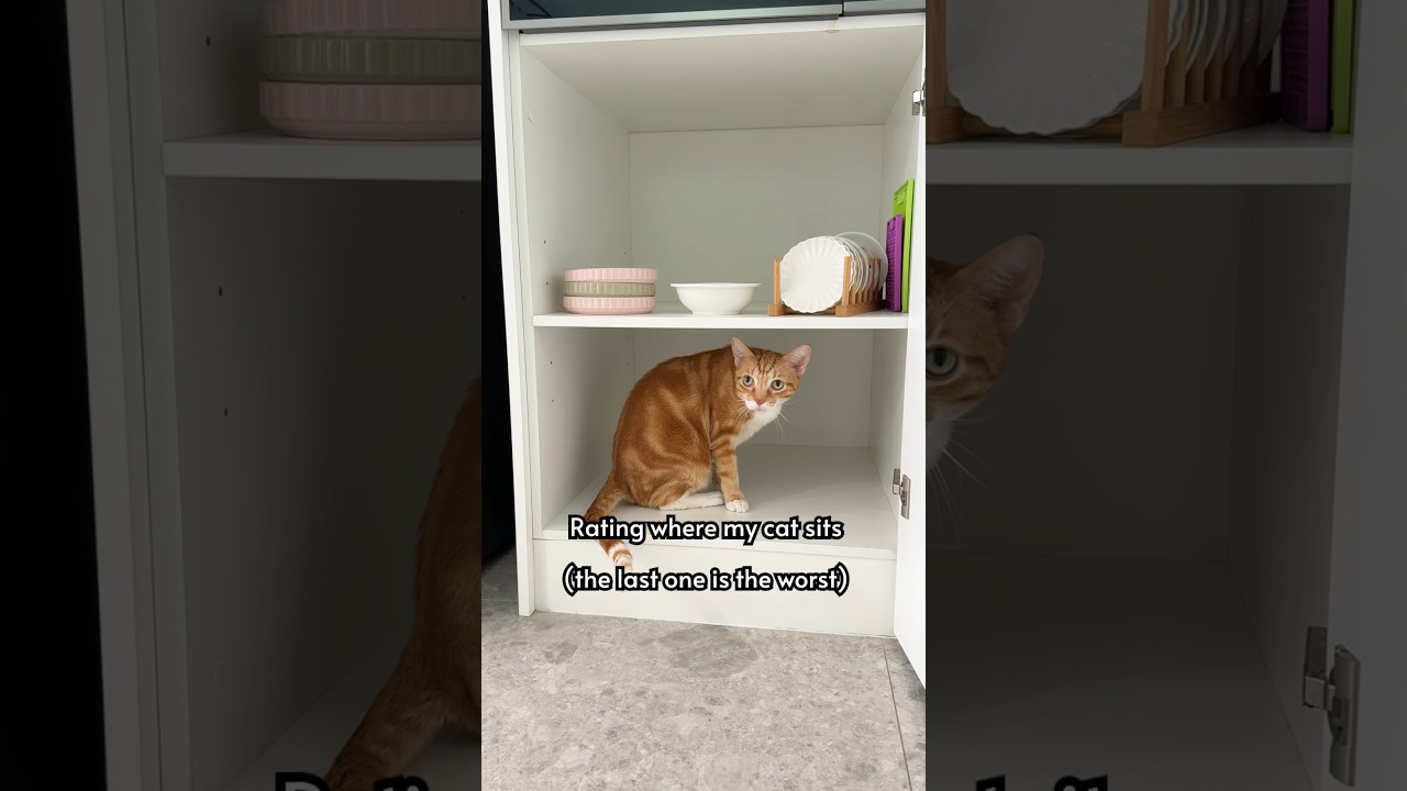 Pizza will sit anywhere 😹 #cats