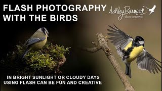 "Unlock the Secrets to Taking Stunning Bird Photos With Flash!"