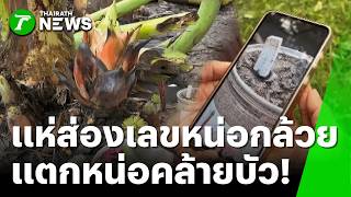 Number Hunters Flock to See! 'Lucky Numbers' from Banana Tree Sprouting Like a Lotus, Owner Revea... Number Hunters Flock to See! 'Lucky Numbers' from Banana Tree Sprouting Like a Lotus, Owner Revea...