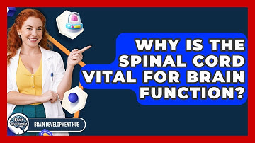 Why Is The Spinal Cord Vital For Brain Function? - Brain Development Hub