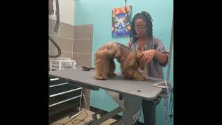 Grooming a drop coat Shihtzu by Good Times Grooming 142 views 9 months ago 25 minutes