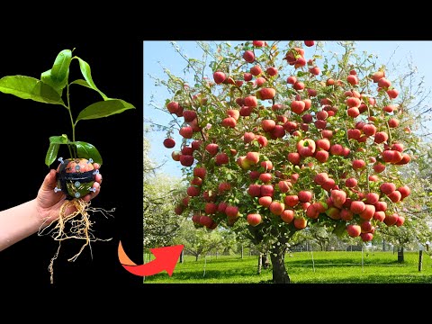 Video: Growing A Grapefruit Tree: How To Care For Grapefruktträd