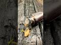 Acid-Spraying Bombardier Beetles Fight Horned Beêtles#insects #beetle #bombardier #bombardierbeetle