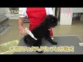 犬用リラックスクリップの方程式【アイデアの方程式・＃121】