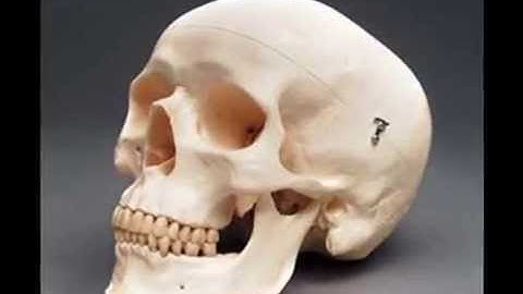 No transitional forms from ape to man?