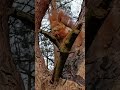 A Squirrel Is Eating A nut  Sciureto Manĝas Nukson