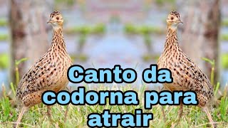 CANTO DA CODORNA PARA ATRAIR,PIU DE CODORNA,CANTO LIMPO screenshot 1