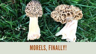 来之不易羊肚菌 Morel Mushroom Hunting and Cooking 2018 by Old Man of the Woods 4,524 views 5 years ago 7 minutes, 25 seconds