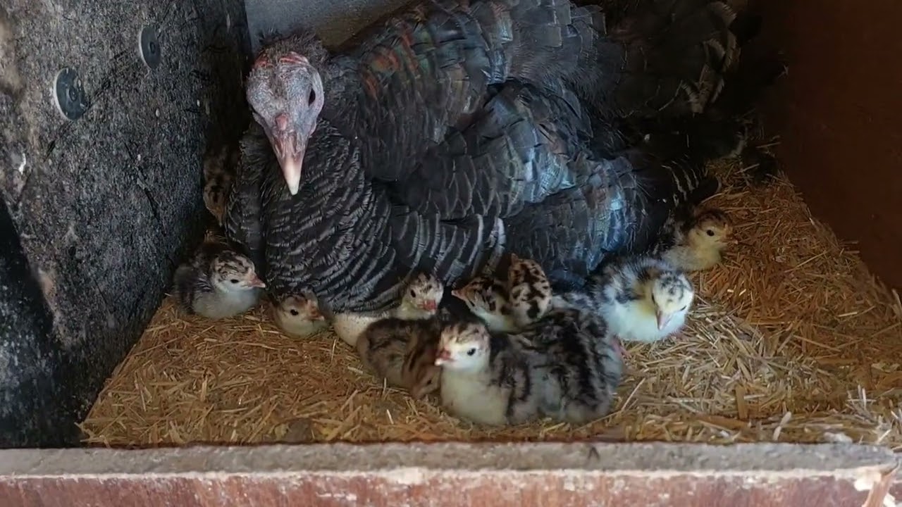 رمضان مبارك ، فقس بيض الديك الرومي ، معالجة 💊 ظاهرة  نزع الريش (51)