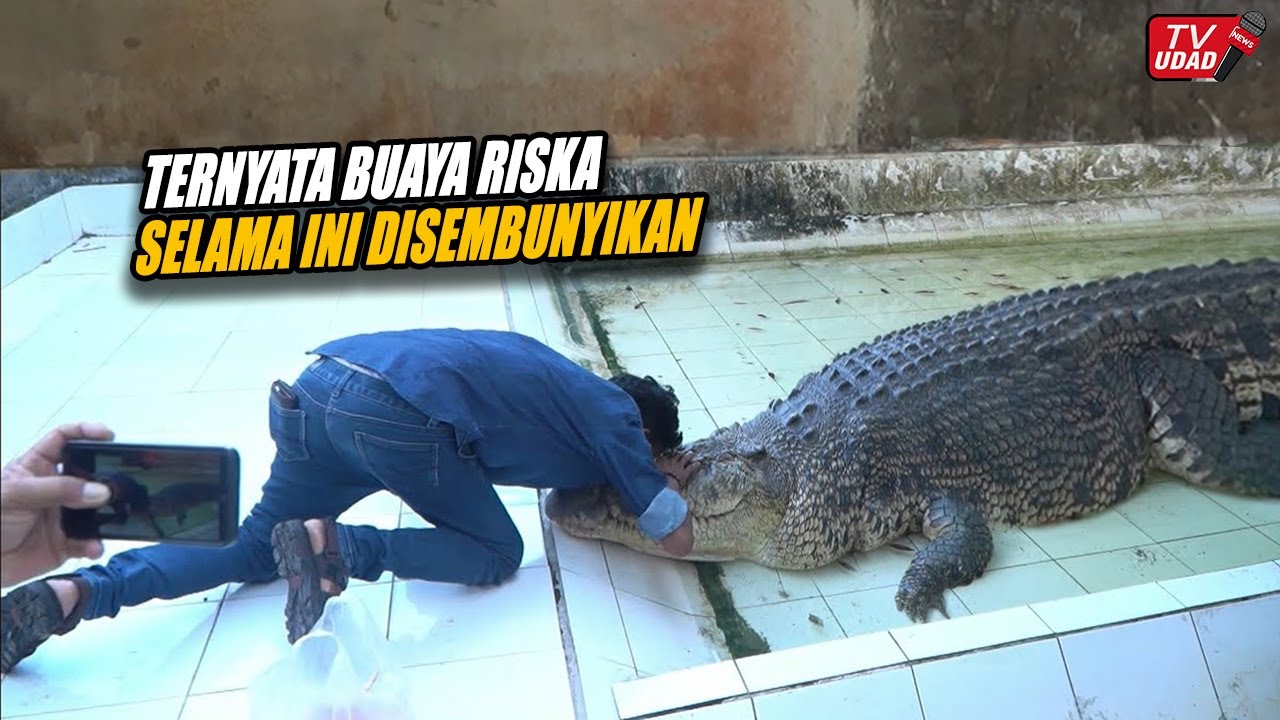 Mengharukan!! Pertemuan Pak Ambo dan Buaya Riska Setelah Sekian Lama Dikabarkan Mati, Ternyata Hidup
