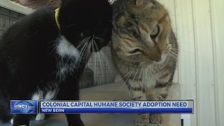 New Bern animal shelter one step closer to reopening