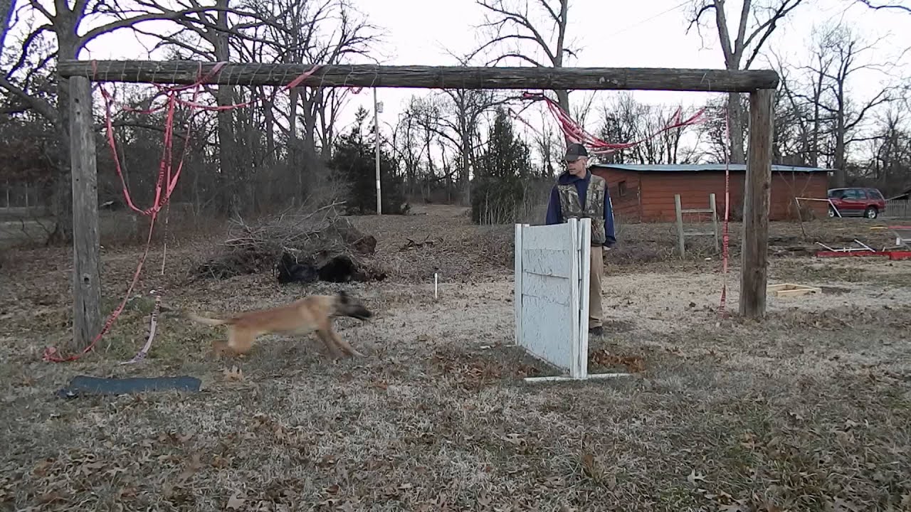 One Meter Hurdle Jump Dog Training: DeeDee - YouTube