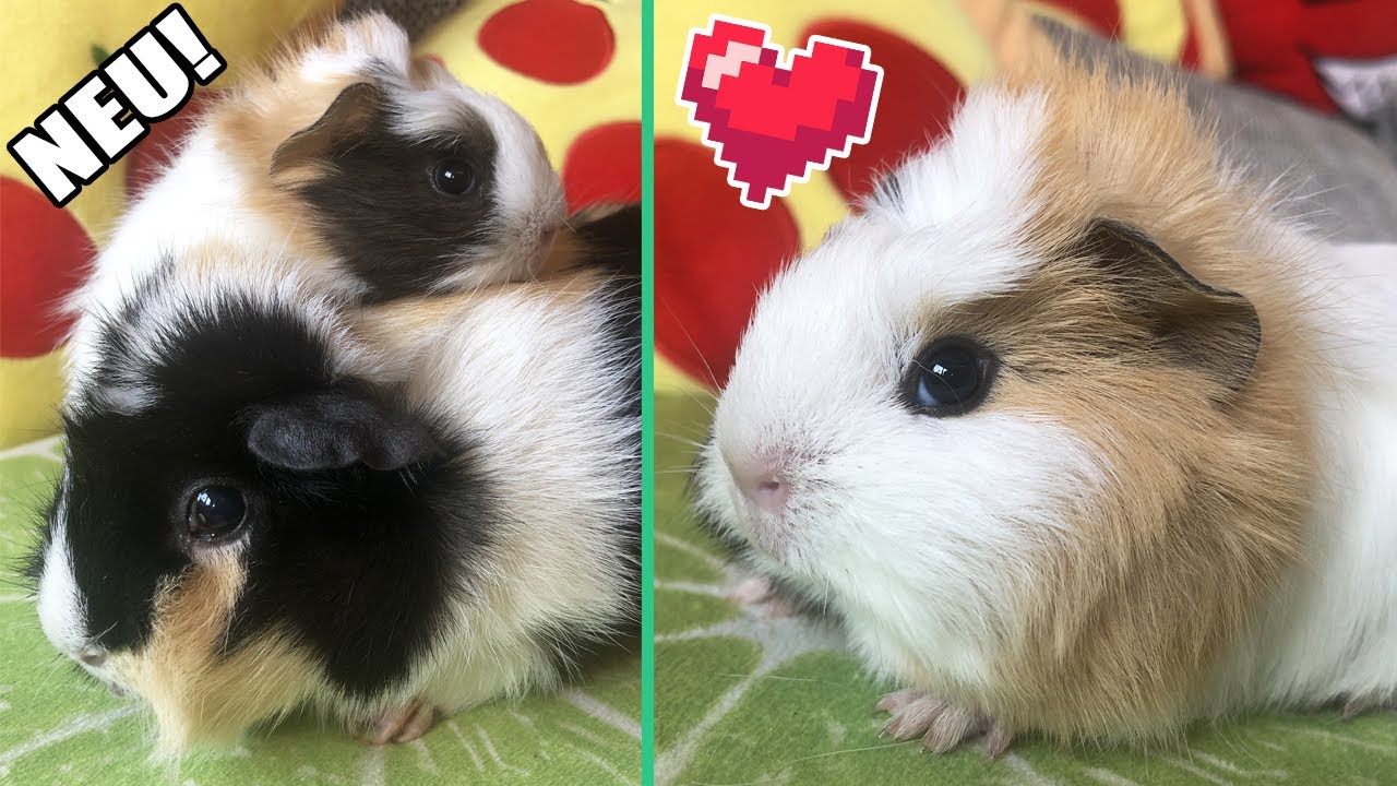 Das neue Meerschweinchen trifft auf die Meeries