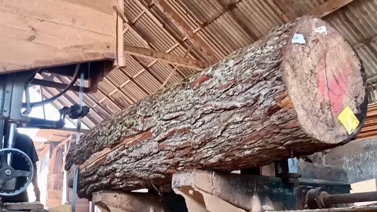 Processed Pine New pine wood arrives directly processed in this factory - YouTube