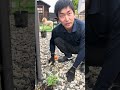 見た目は癒し系、中身はモンスター #園芸 #ガーデニング #shorts
