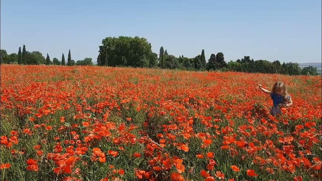 Маковое поле - YouTube