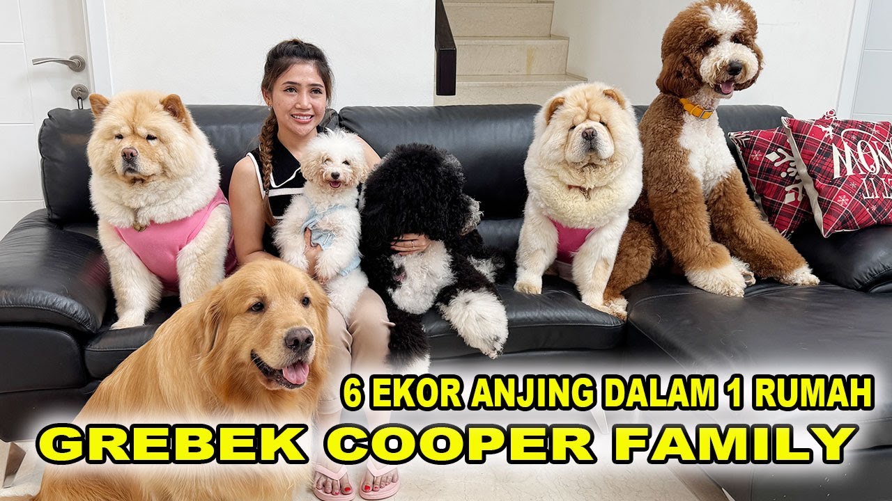 Piara 6 Ekor Anjing Dalam 1 Rumah - Cooper Family