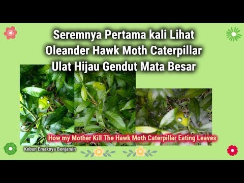 Video: Oleander Caterpillar Control Di Kebun - Cara Membasmi Ulat Oleander