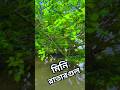রাতারগুল। মিনি রাতারগুল। Ratargul #shorts