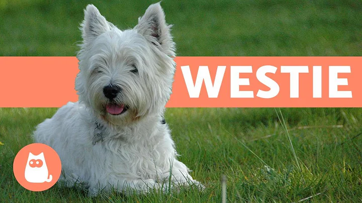 West Highland White Terrier (Westie) - Characteris...