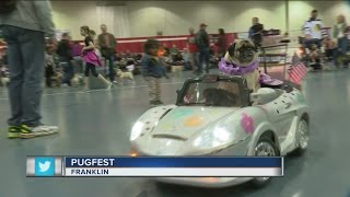 12th annual Milwaukee Pug Fest