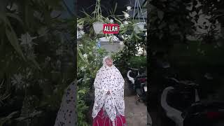 Bunga Wijayakusuma yang Bermekaran