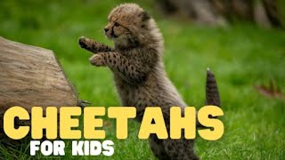Cheetahs for Kids I Learn all about this fast feline!