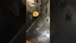 Dog Fails to Catch Treat