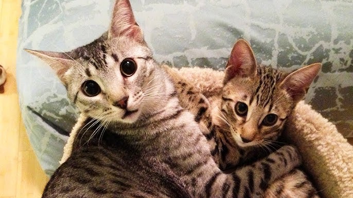 NYLAH & BAMBU - YouTube