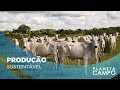 Produção de Carne Baixo Carbono (CBC) recebe sinal verde da Embrapa | Planeta Campo