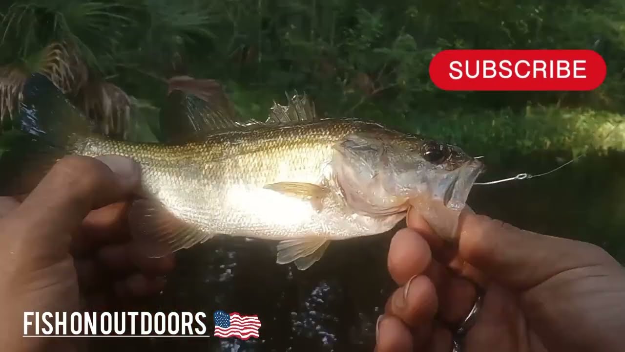 Hotspot for fishing bass #fishing #outdoors #bass #Tampa #florida #zoom #Abu Garcia#mustard hooks