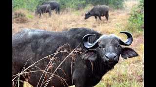 Sevgilin Yine Bir Şeyler Deniyor