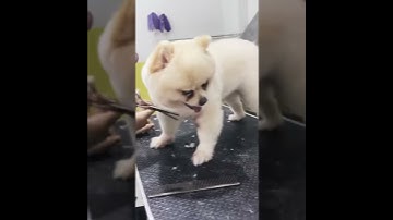 Cắt tỉa lông cho phốc sóc - Kimi Pet - Thế giới thú cưng (34/360 Xã Đàn) - 0988833892