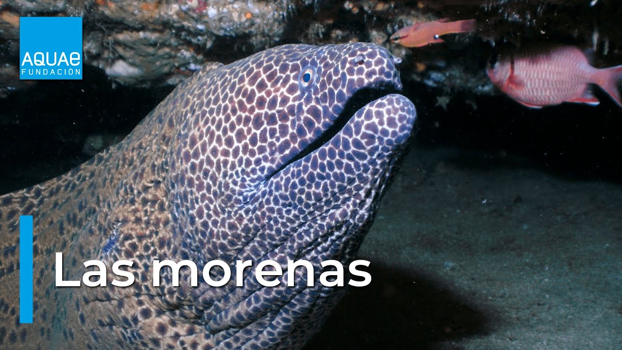 Morenas: la pesadilla nocturna marina - Fundación Aquae